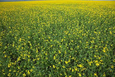 卡普空叫停《生化危机：代号维罗妮卡》粉丝项目